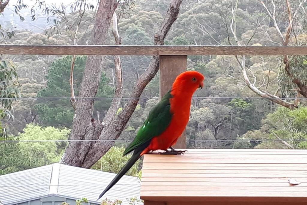 Katoomba Falls Cottage Экстерьер фото