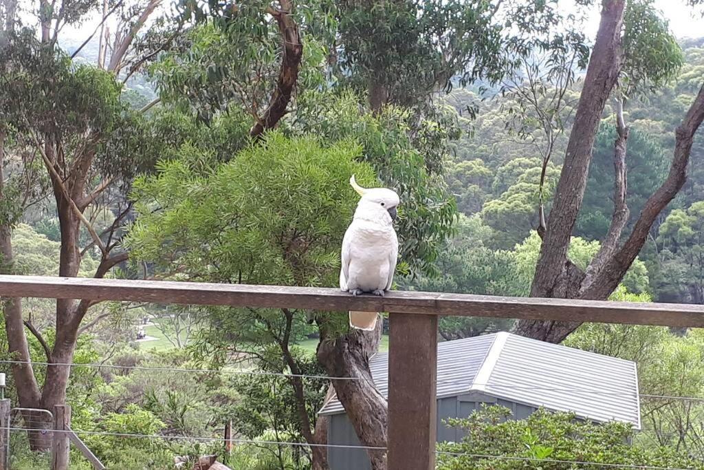 Katoomba Falls Cottage Экстерьер фото